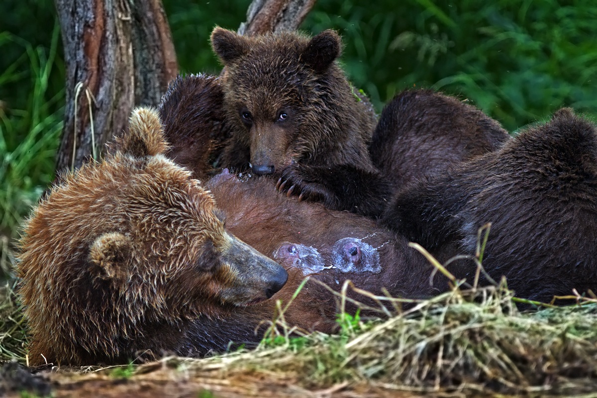 Bevete più latte....