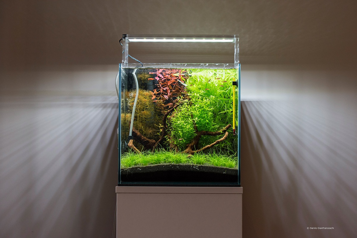 Il mio Aquascaping