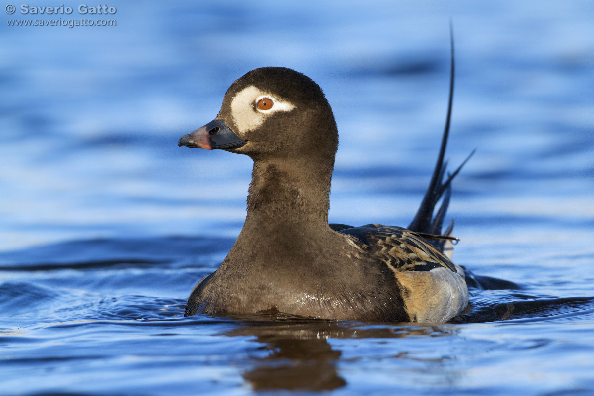 Long-tailed Duck