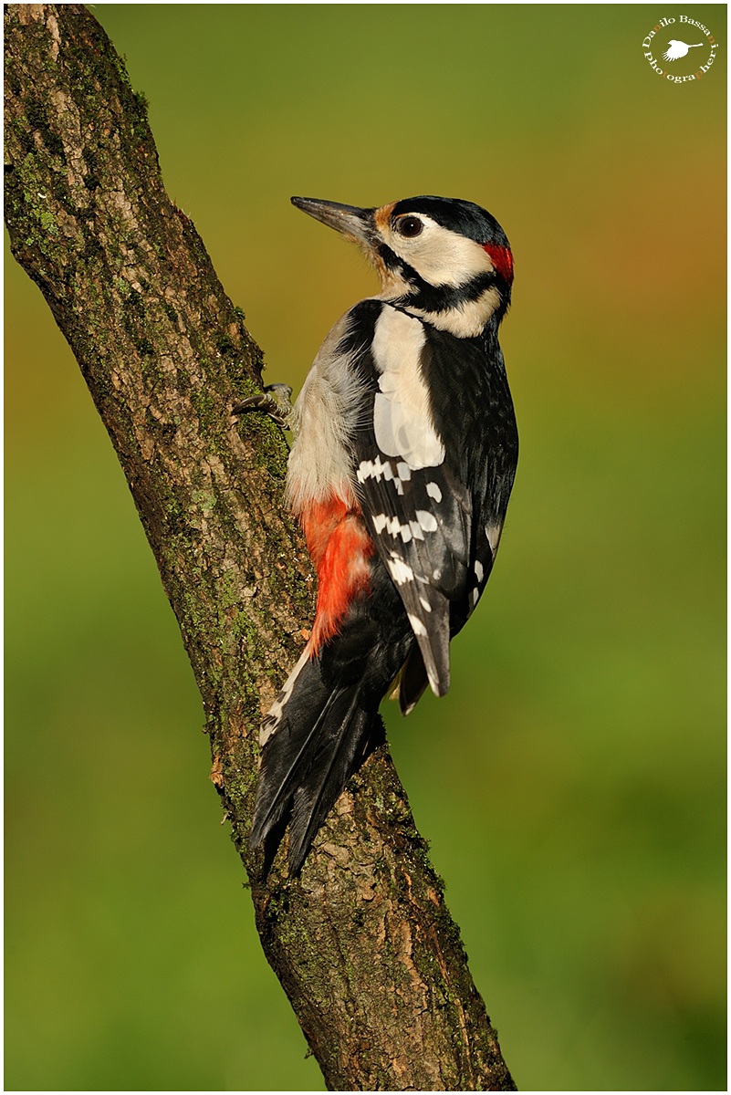 Il mio Amico Picchio