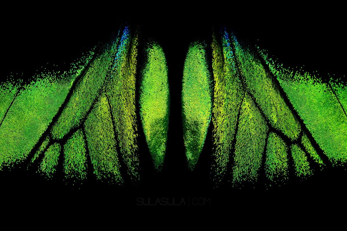 Rajah Brooke Ornitottere | Borneo