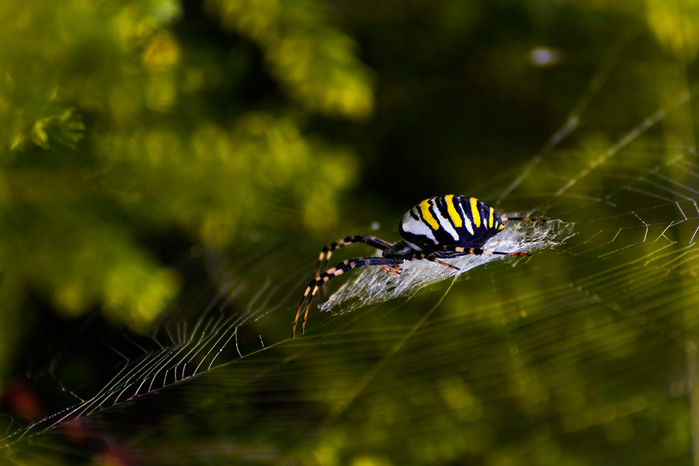 Or wasp spider Argiope fasciata