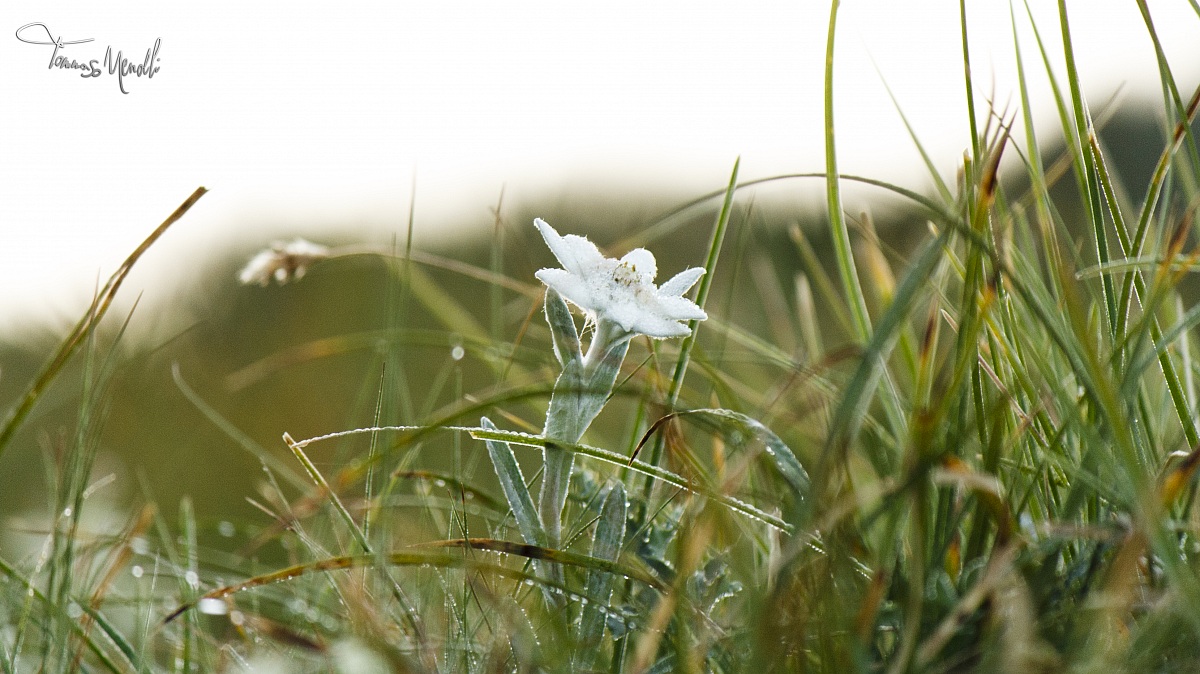 Edelweiss