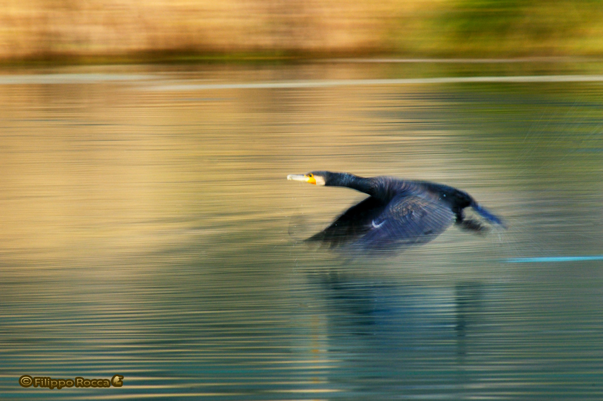 Panning
