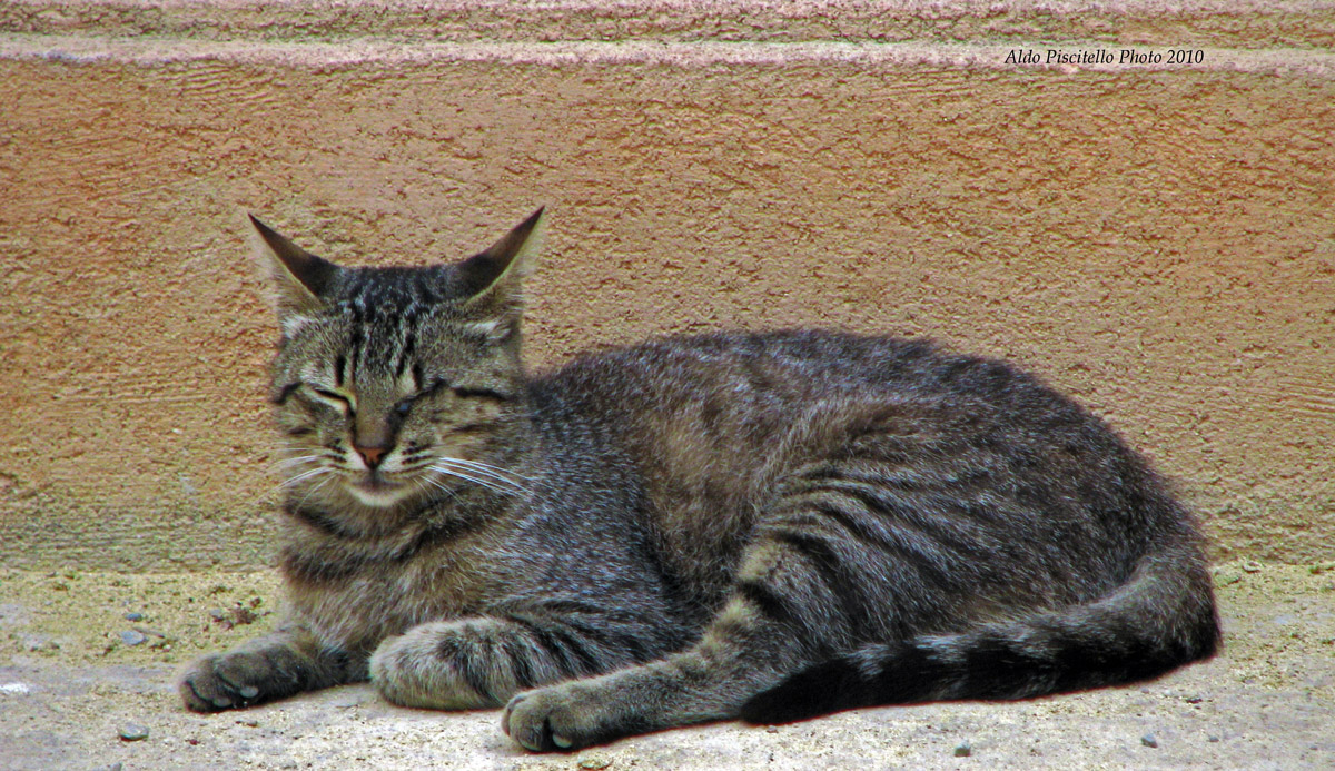 Un gatto all'orto botanico di Palermo