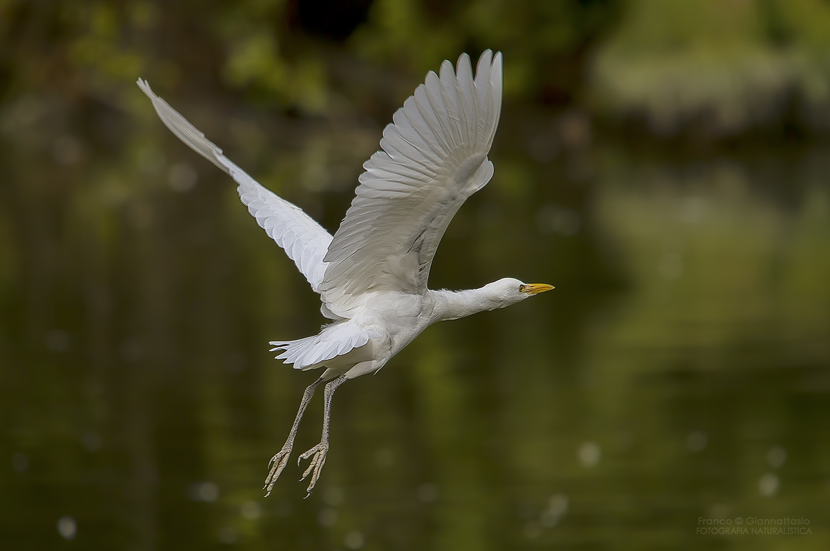 Guarabuoi on the run.