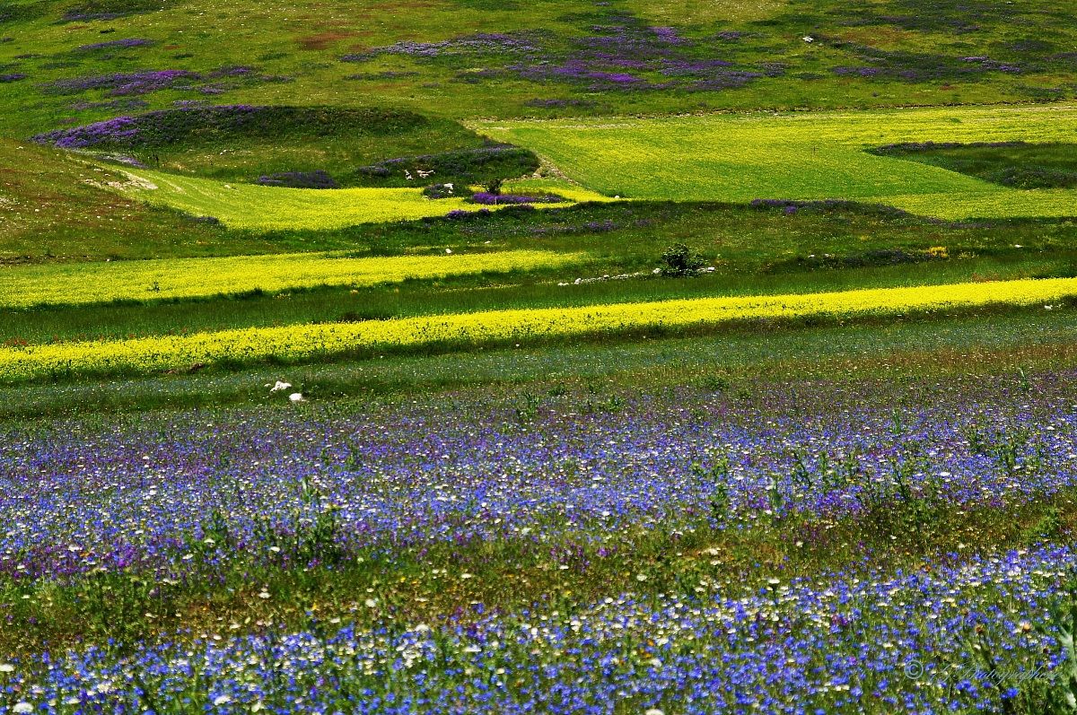 "Temper", the Pian Lost