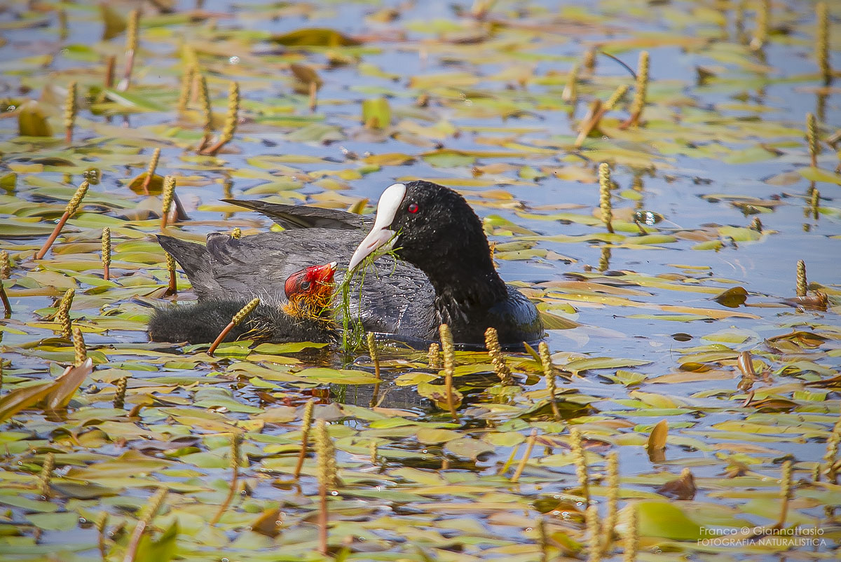 Mother Coot.