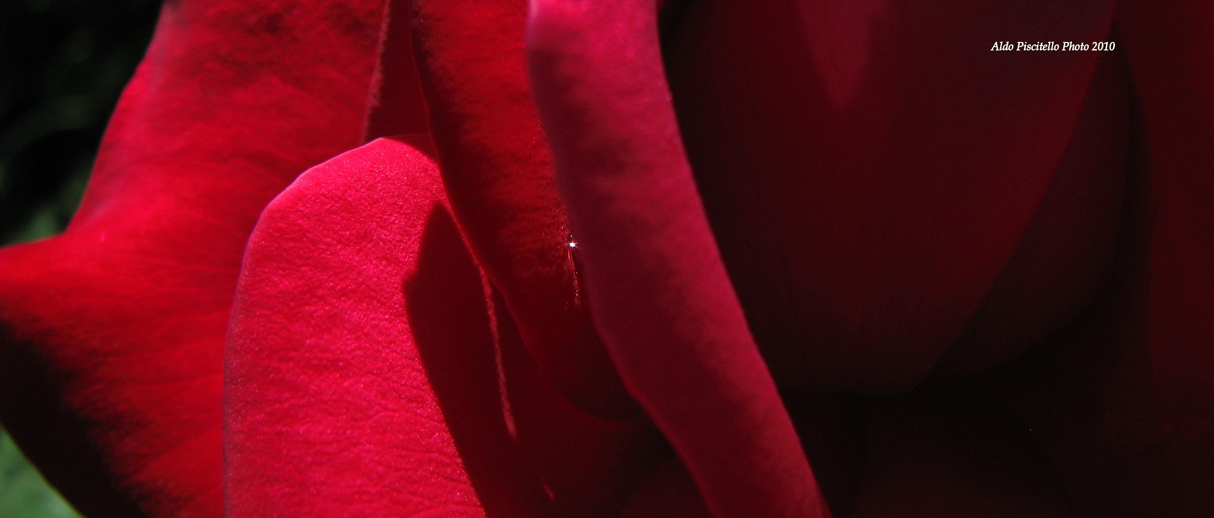 Detail of a rose petal with dew drop