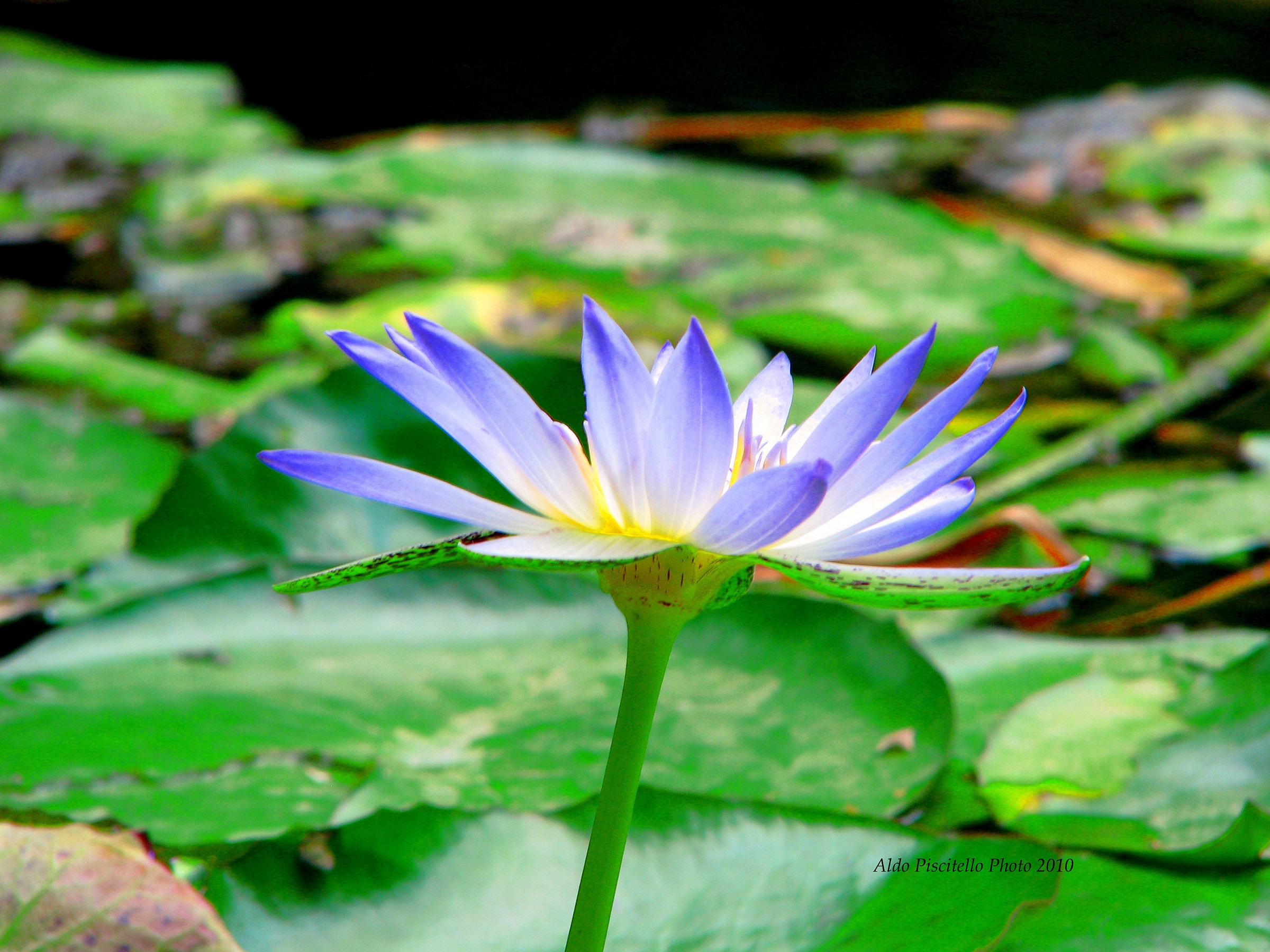 Nimphea Permarliacea