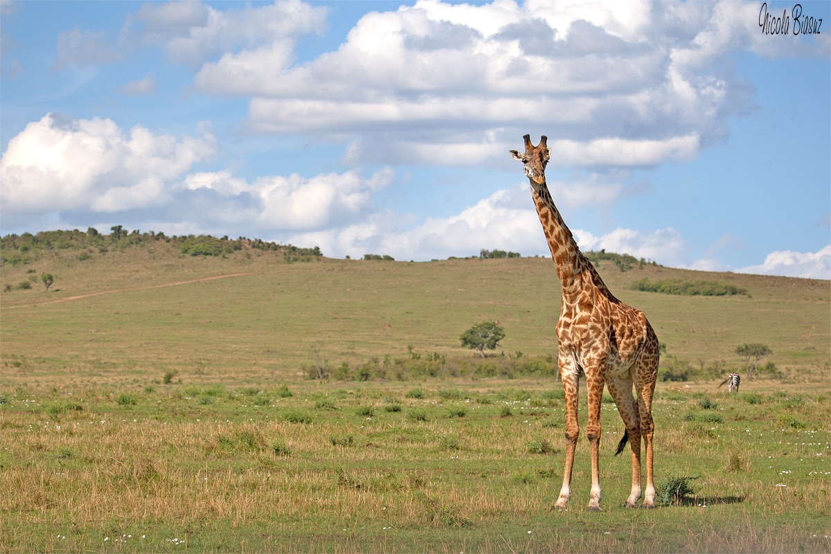 The world from above