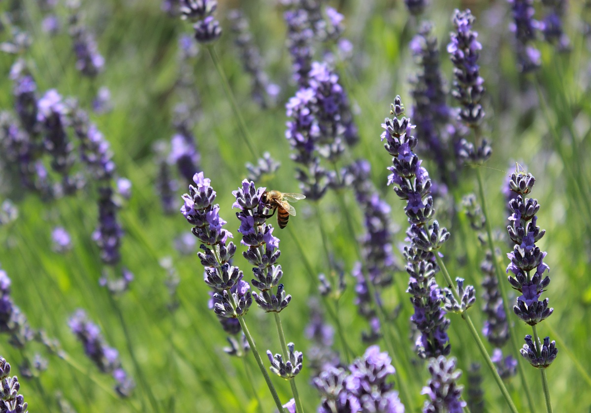 Ape e lavanda