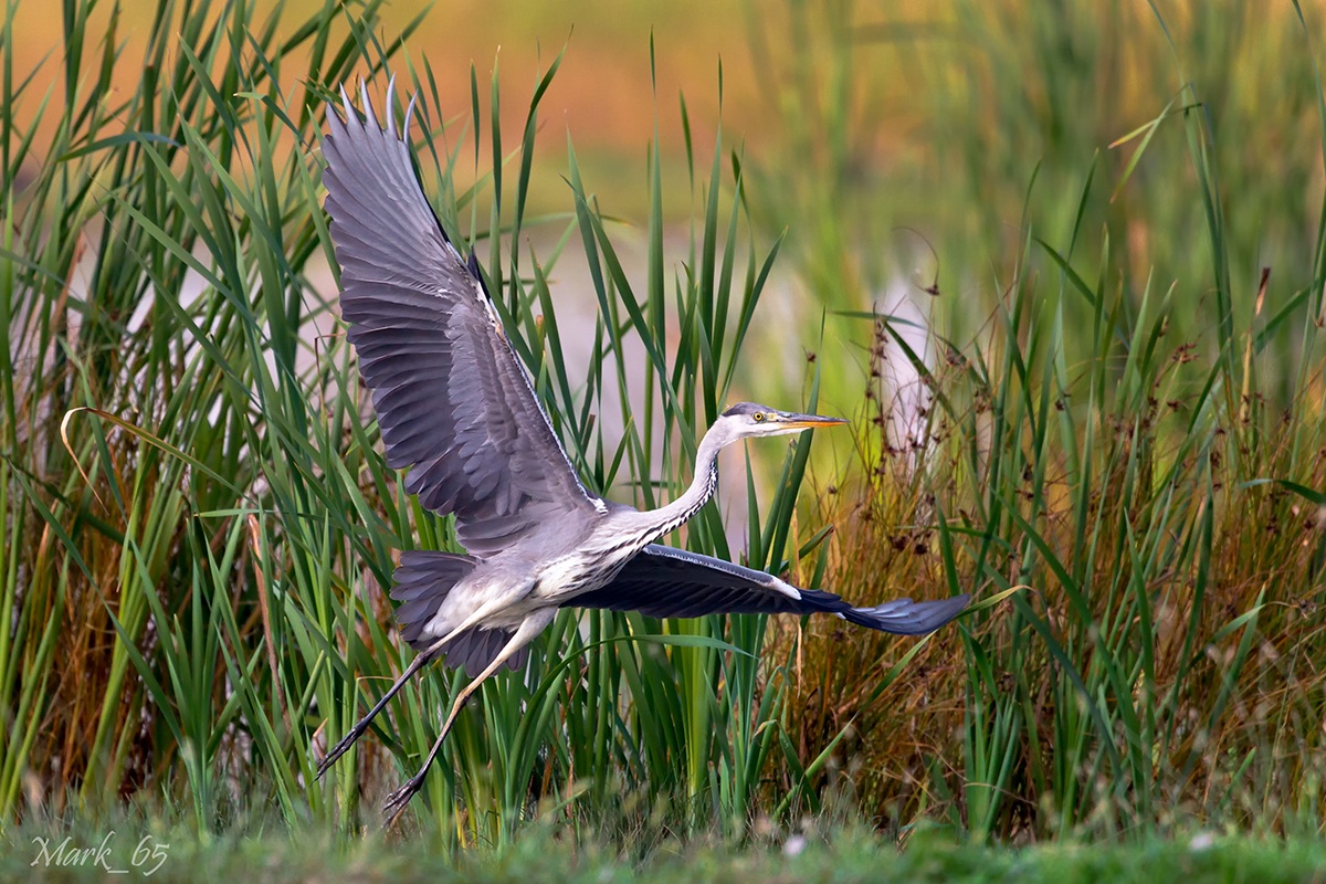 Heron departing