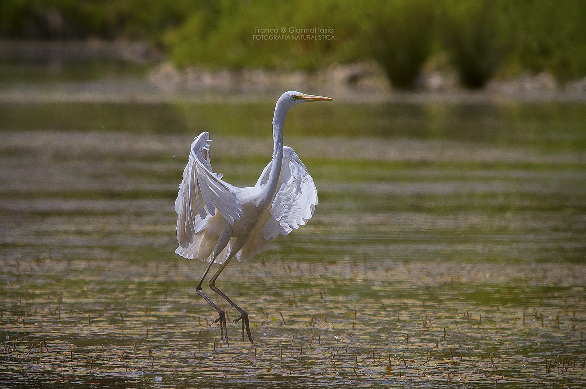 Airone Bianco Maggiore.
