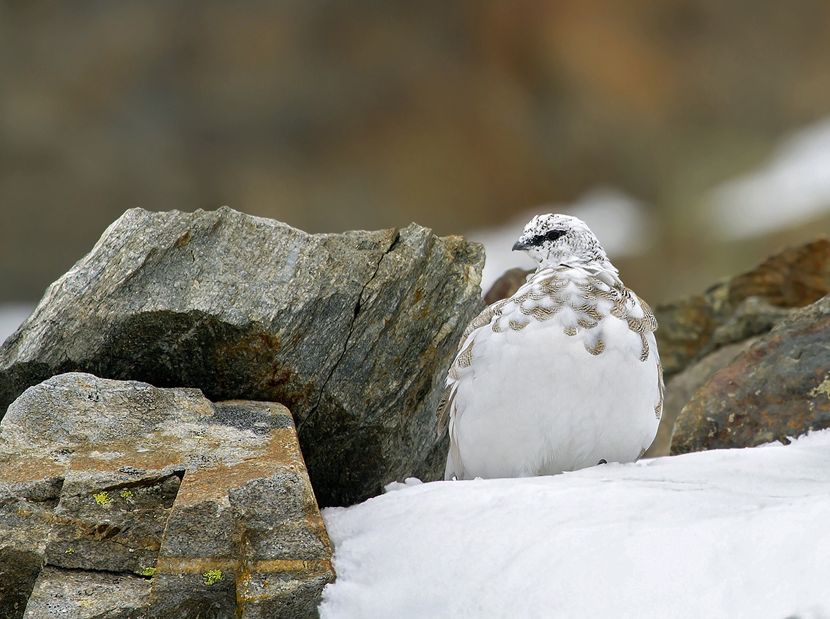 ptarmigan pns high Valcamonica BS