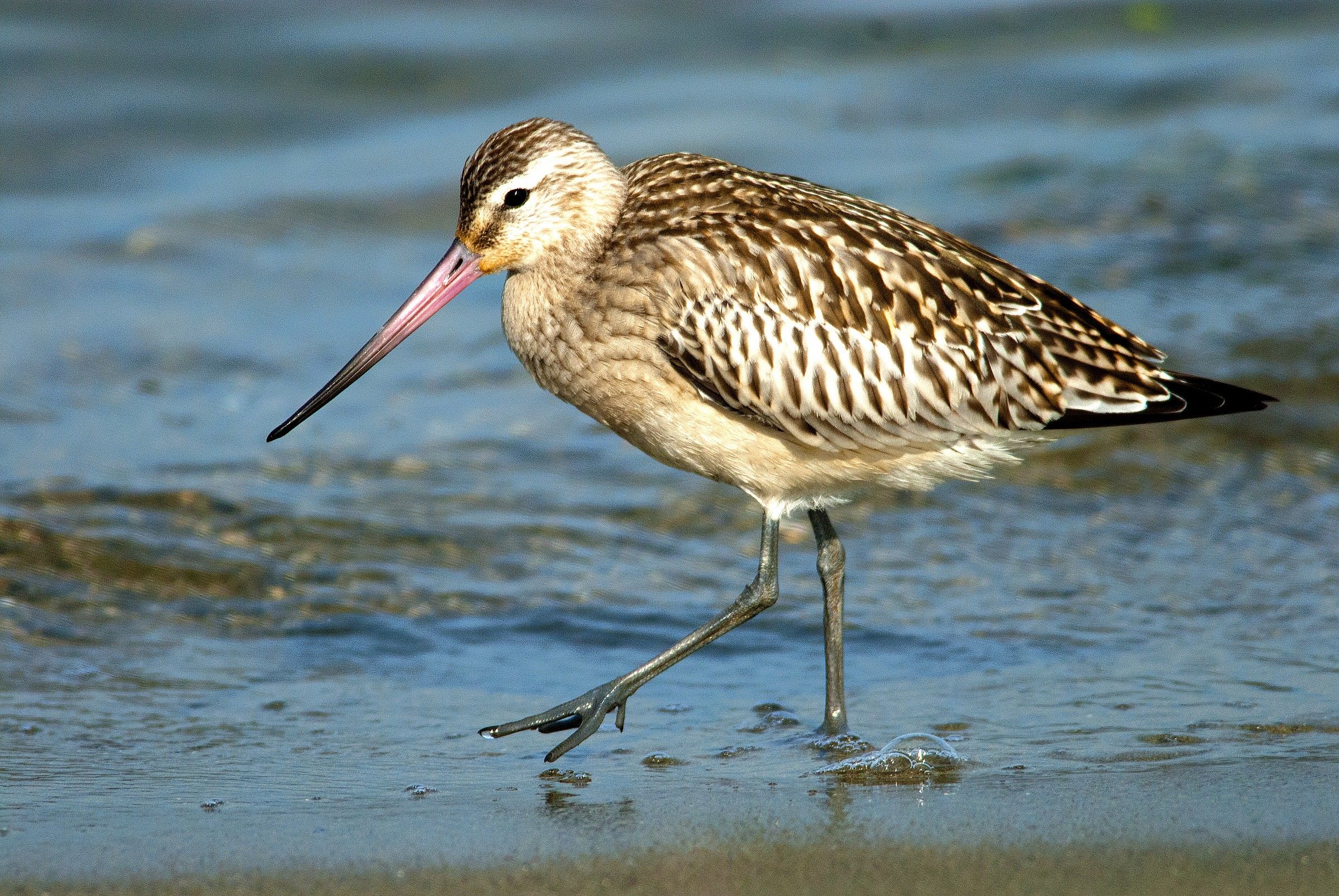 Bar-tailed Godwit - Viareggio Dock