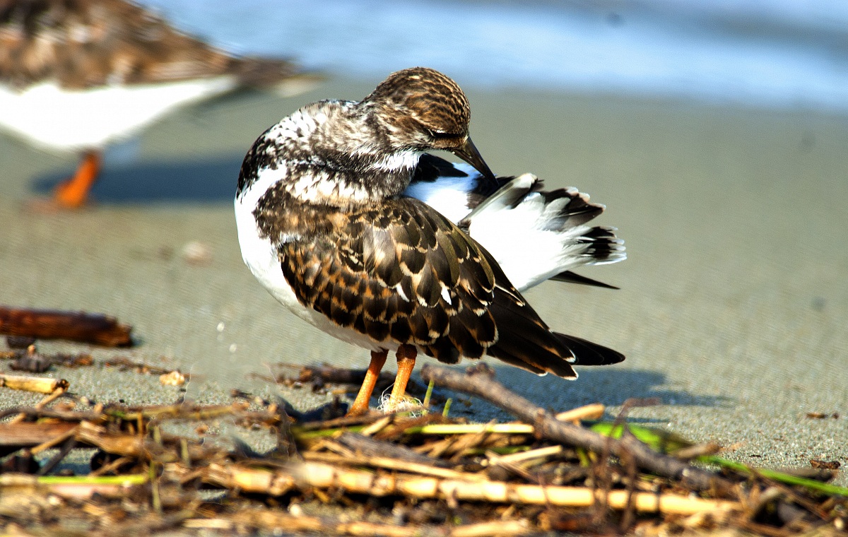 Ruddy Turnstone - Viareggio Dock