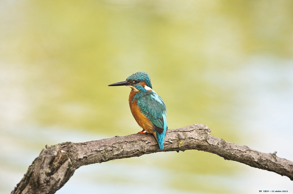 Martin Pescatore - alcedo atthis