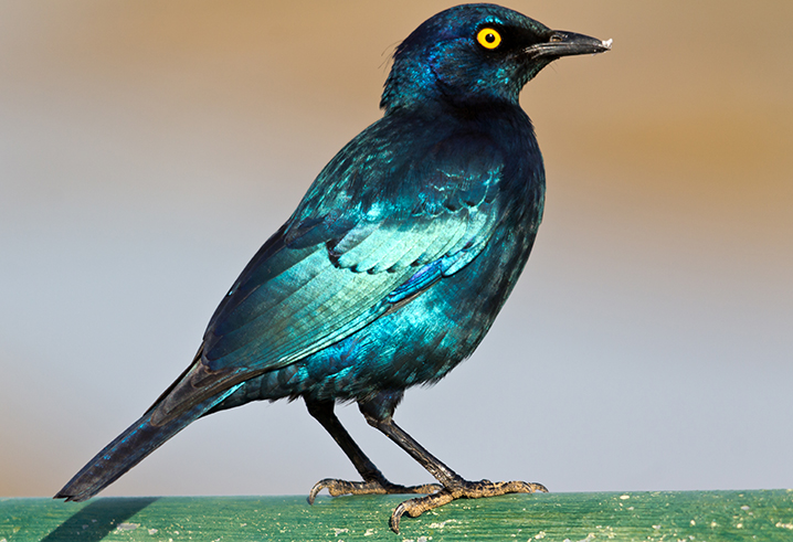 Cape Glossy Starling