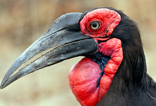 Ground Hornbill