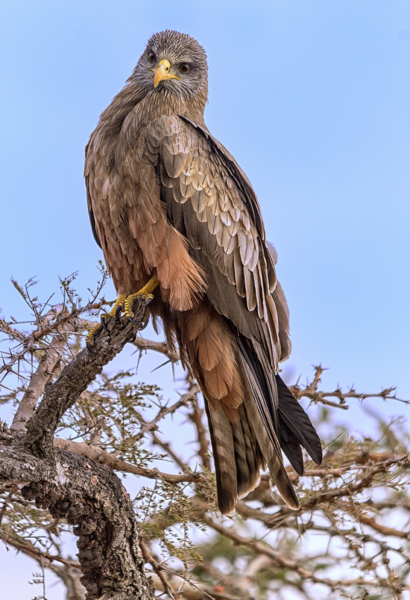 Yellow-billed Kite