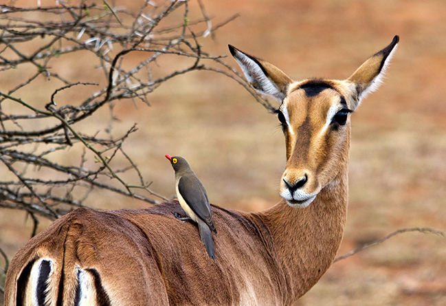 Impala & Red Billed Oxpecker