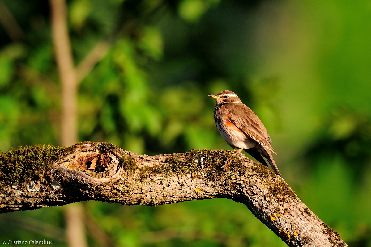 Tordo Sassello al tramonto