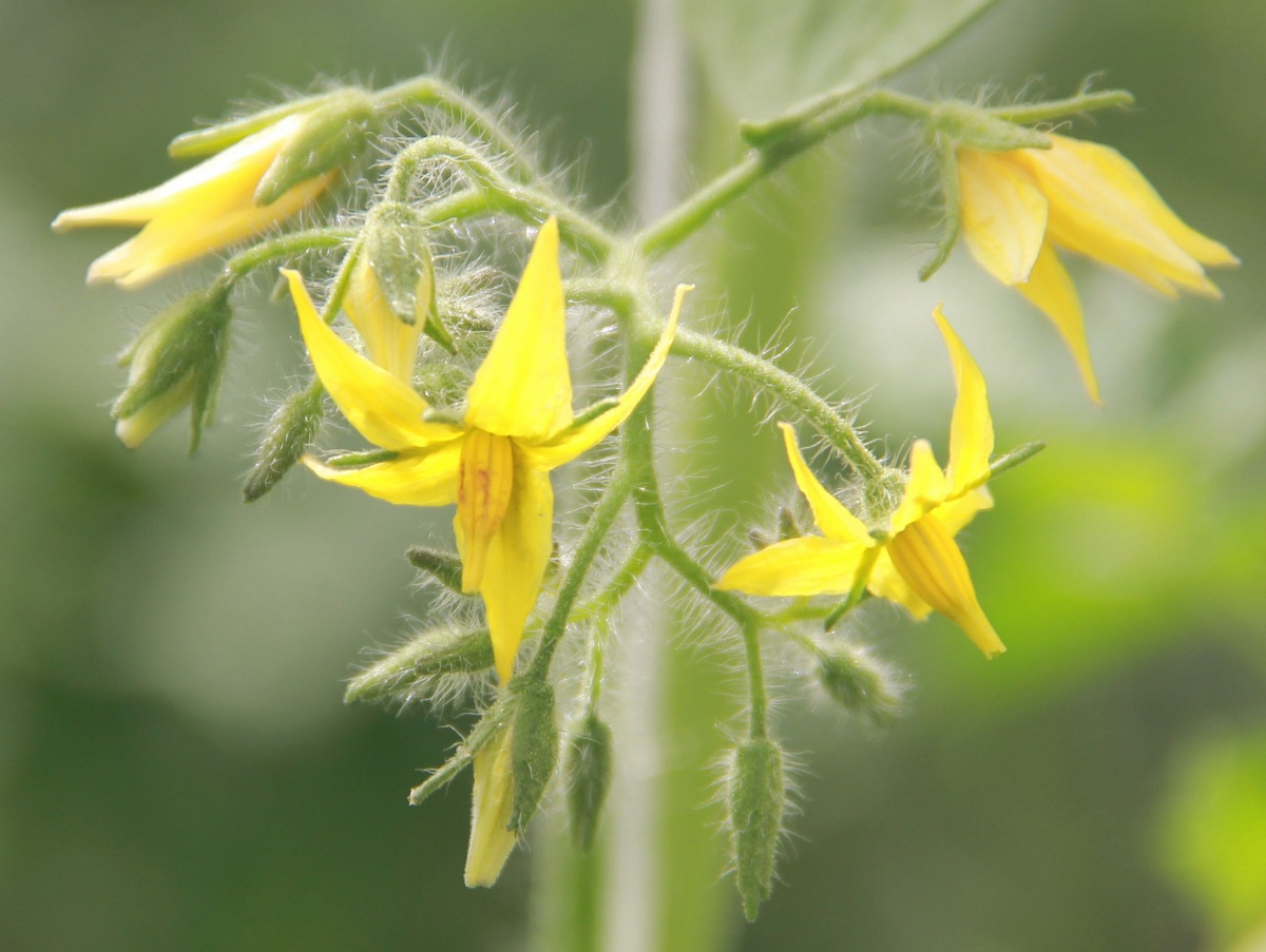 flowers of tomato