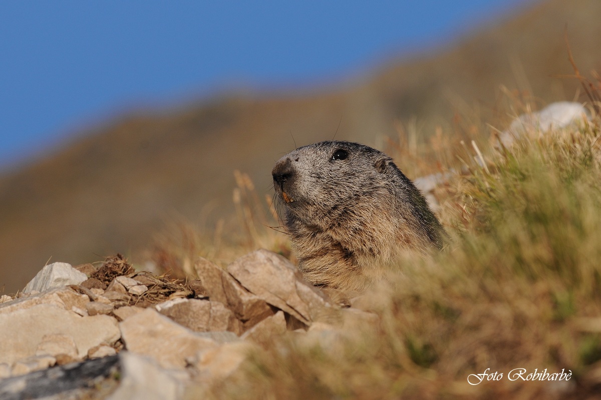 Marmotta.... in emersione ......