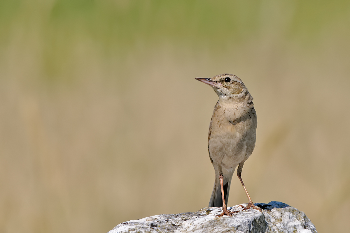 Pipit (Anthus campestris)