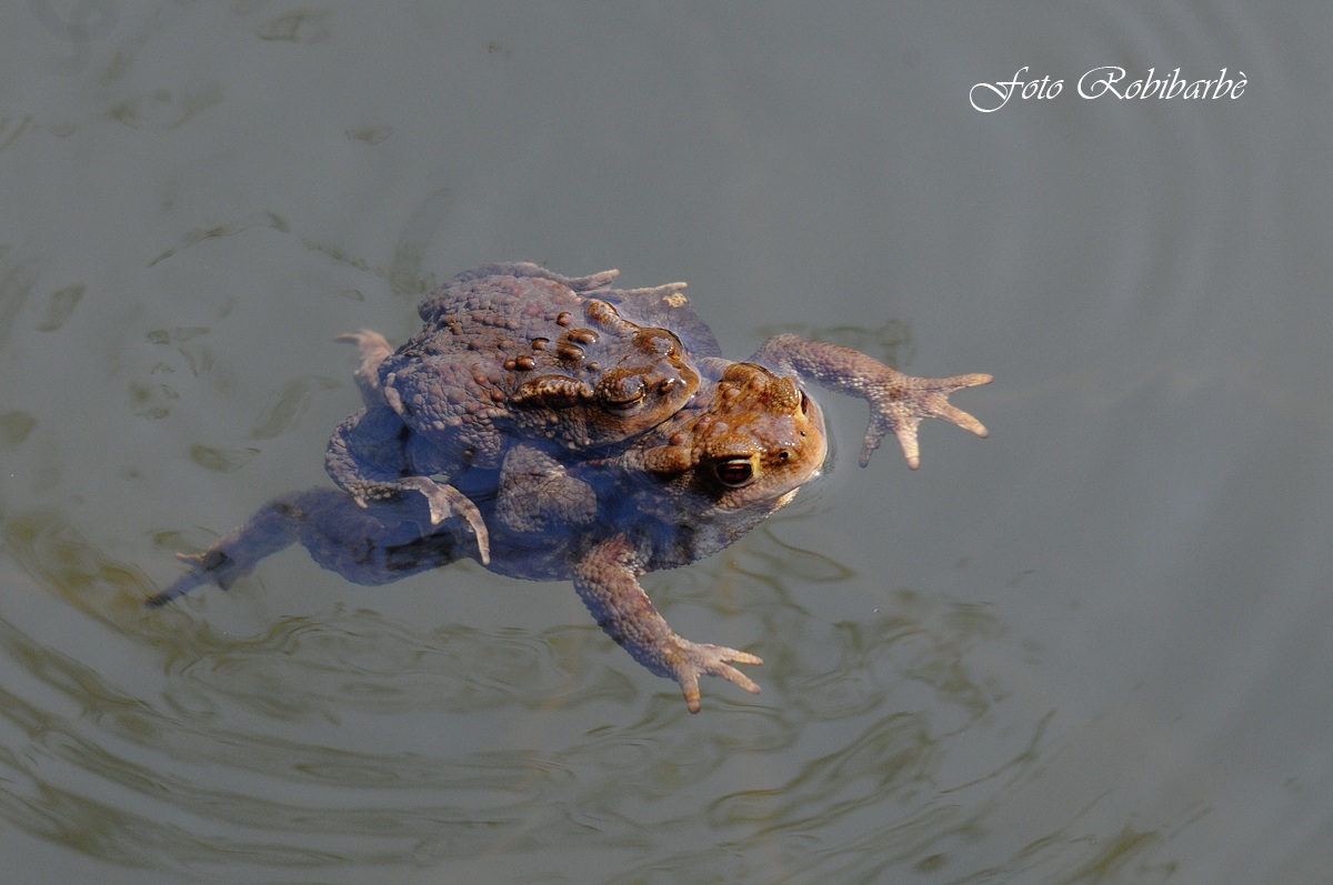 Andiamo a fare un........ girino !!!