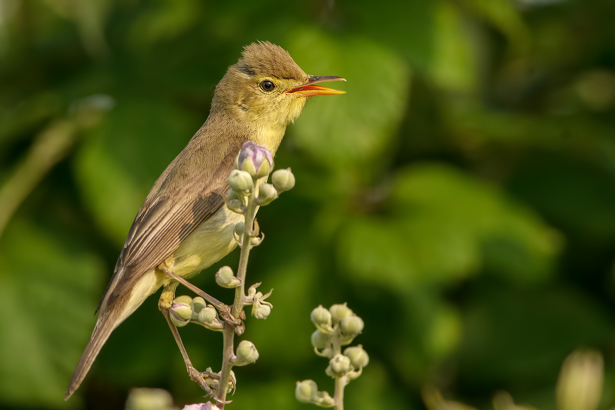 Canapino (Hippolais polyglotta)