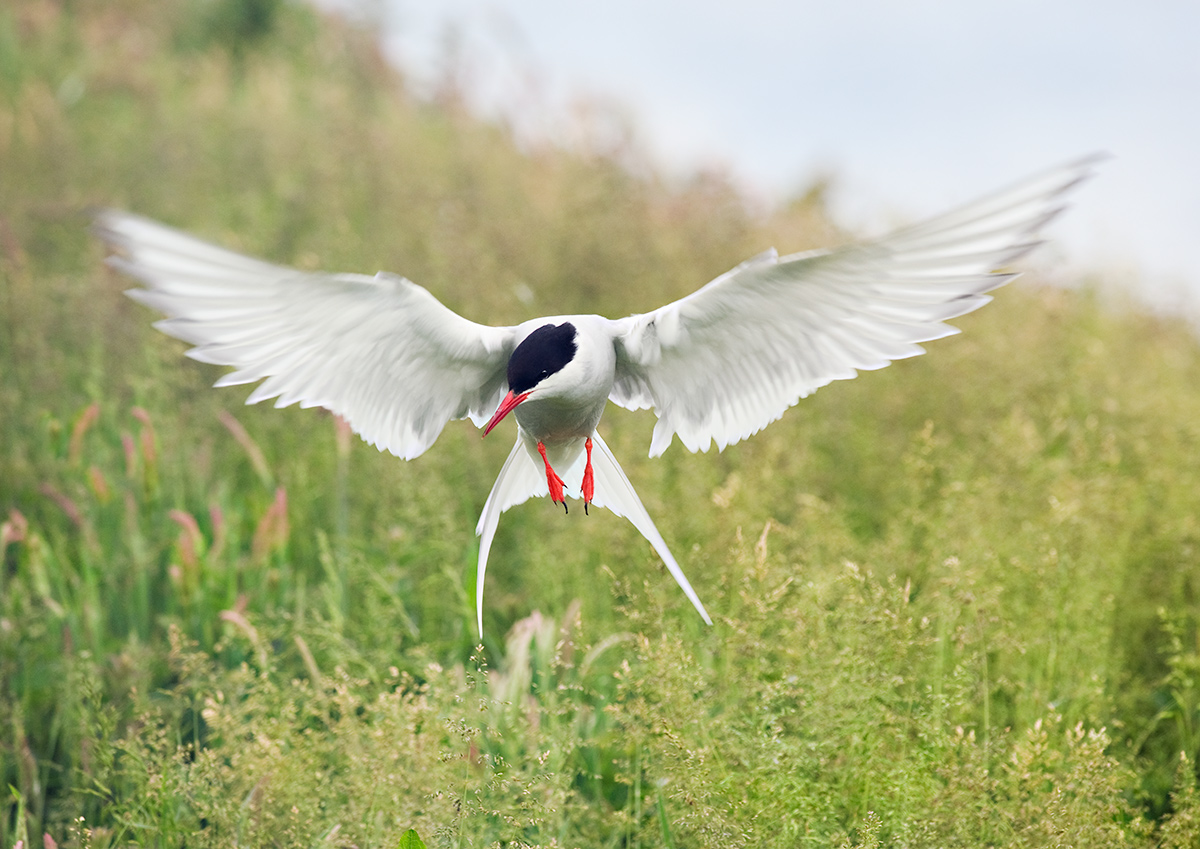 In search of the nest