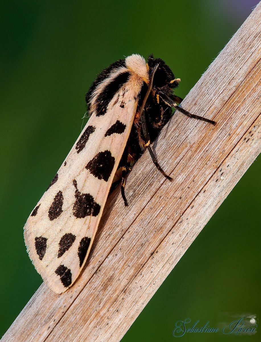 Falena  Cymbalophora pudica (Esper, [1785]), Famiclia A