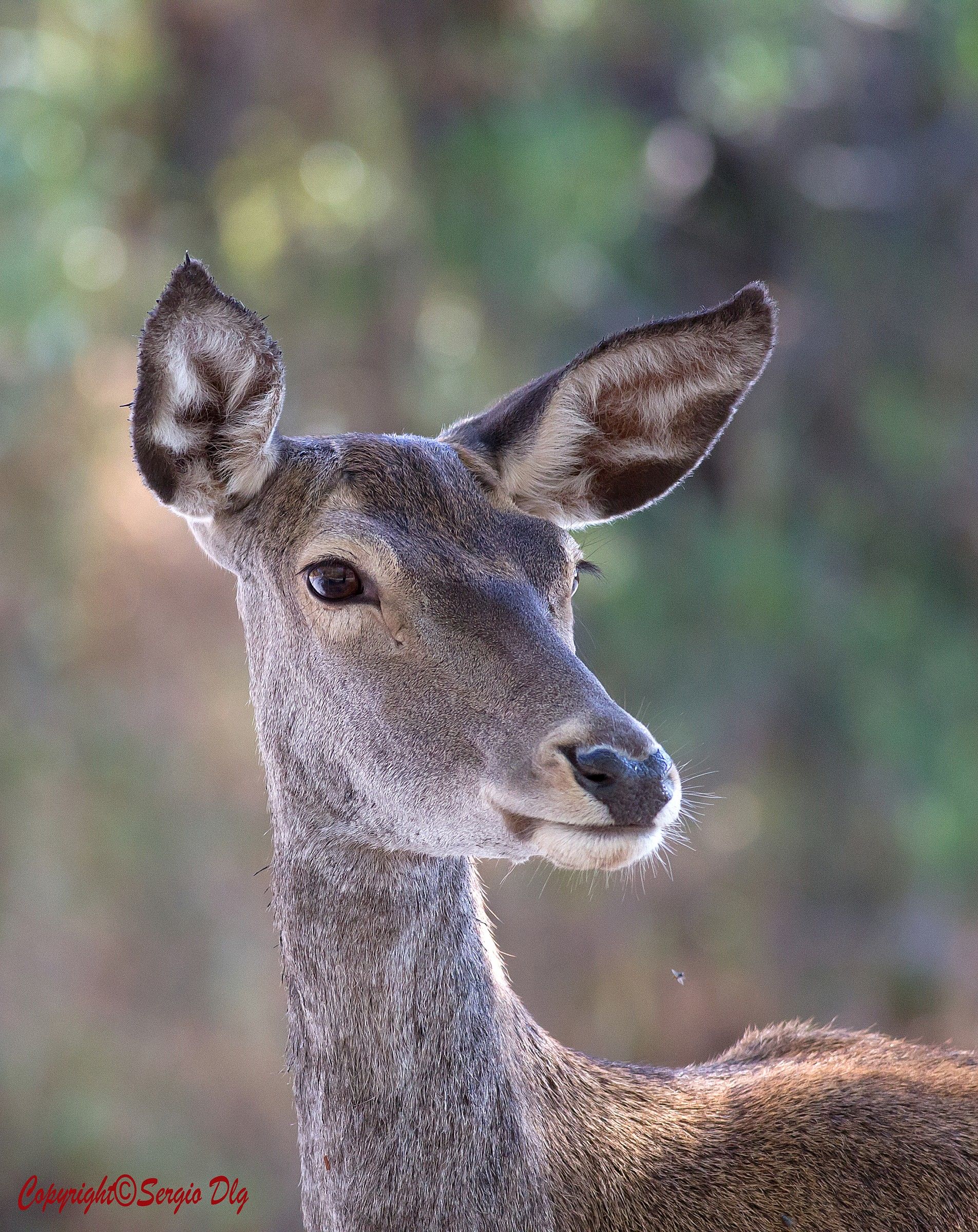 Portrait of female deer