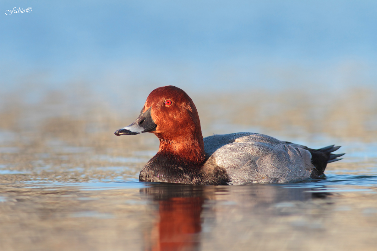 Moriglione al tramonto