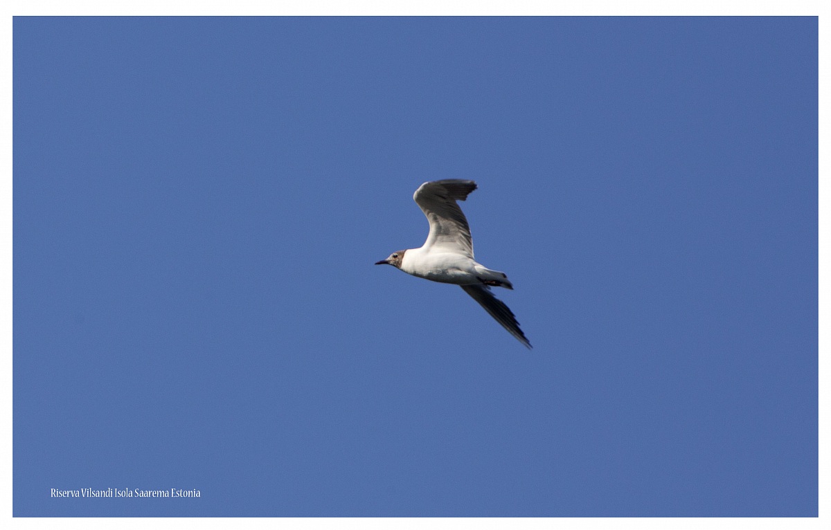 Gabbiano Larus Minutus