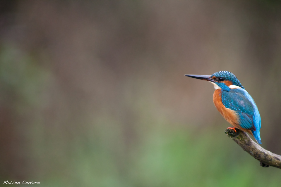 Martin Pescatore - Oasi di Cervara