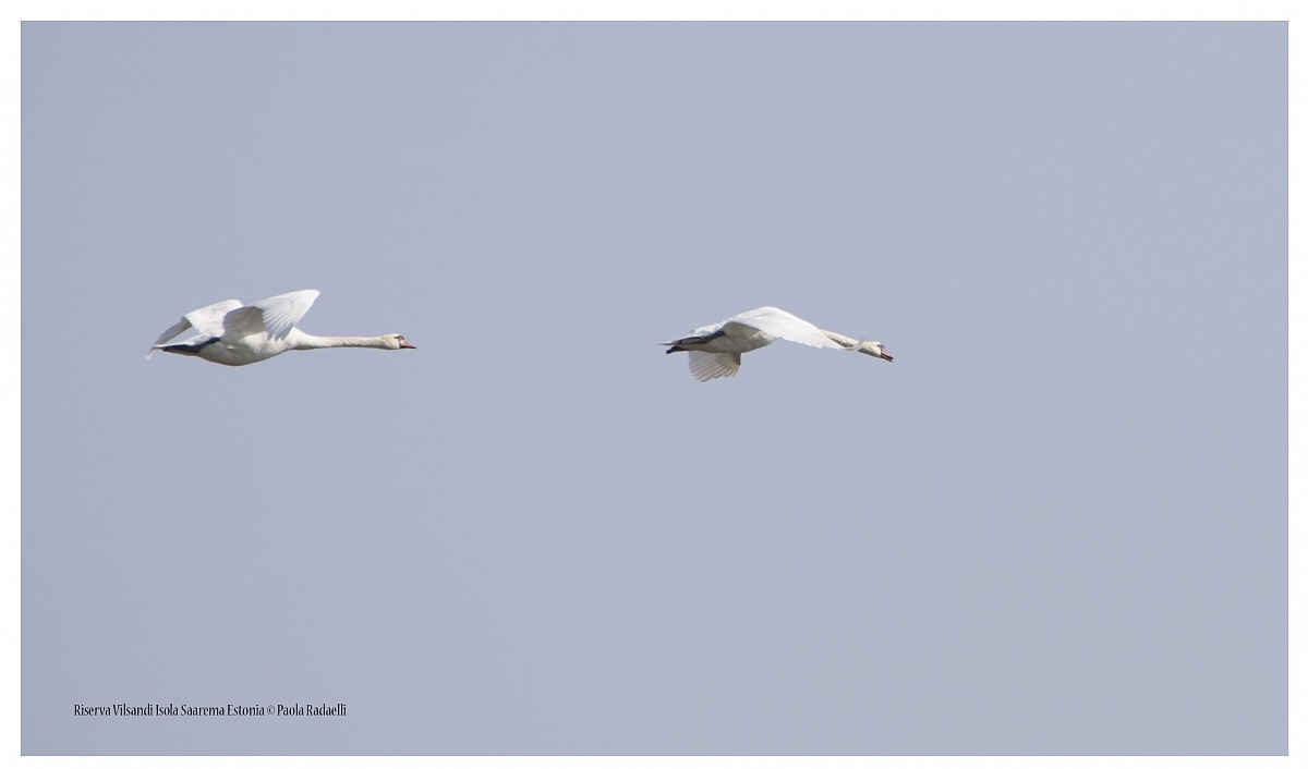 Cigni in volo
