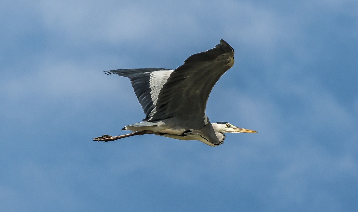 Grey Heron
