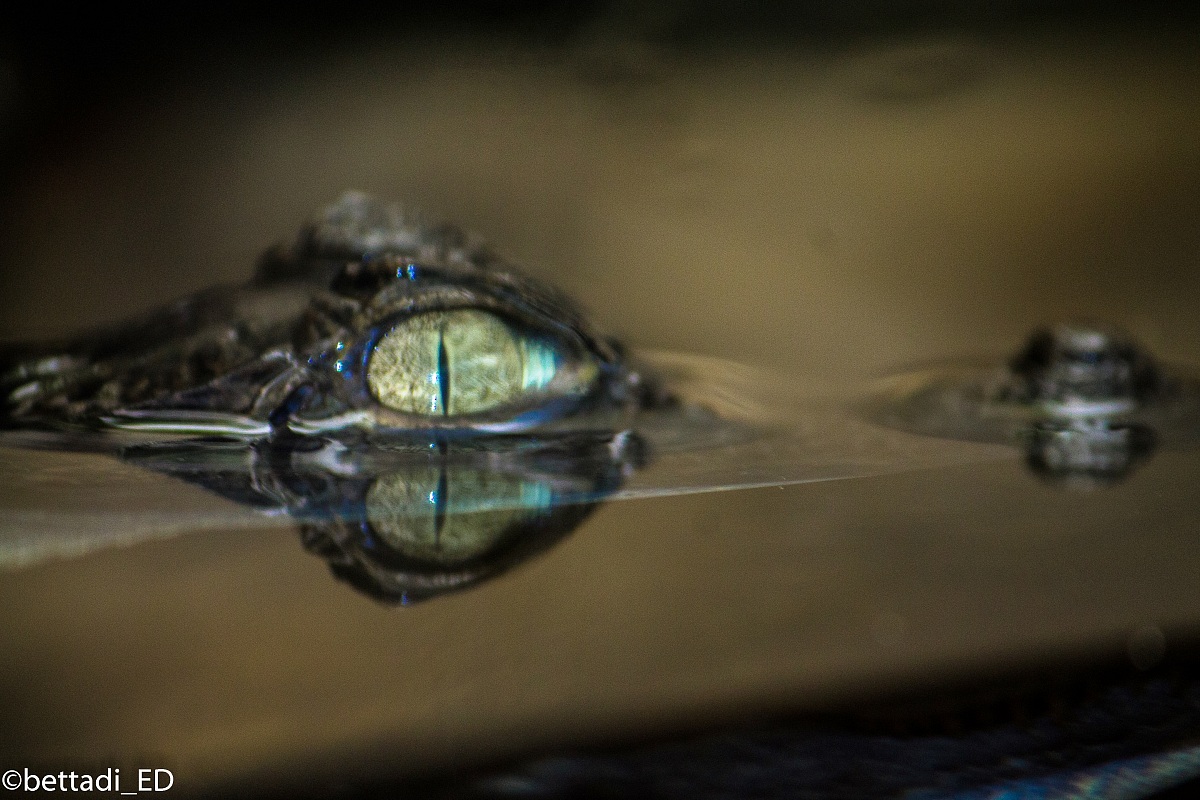 The eye of the caiman