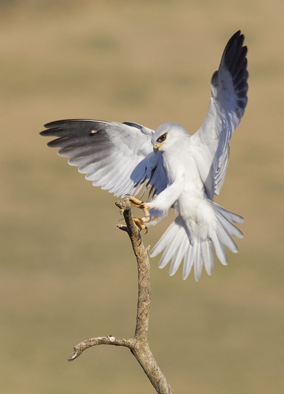 Black-winged Kite 6