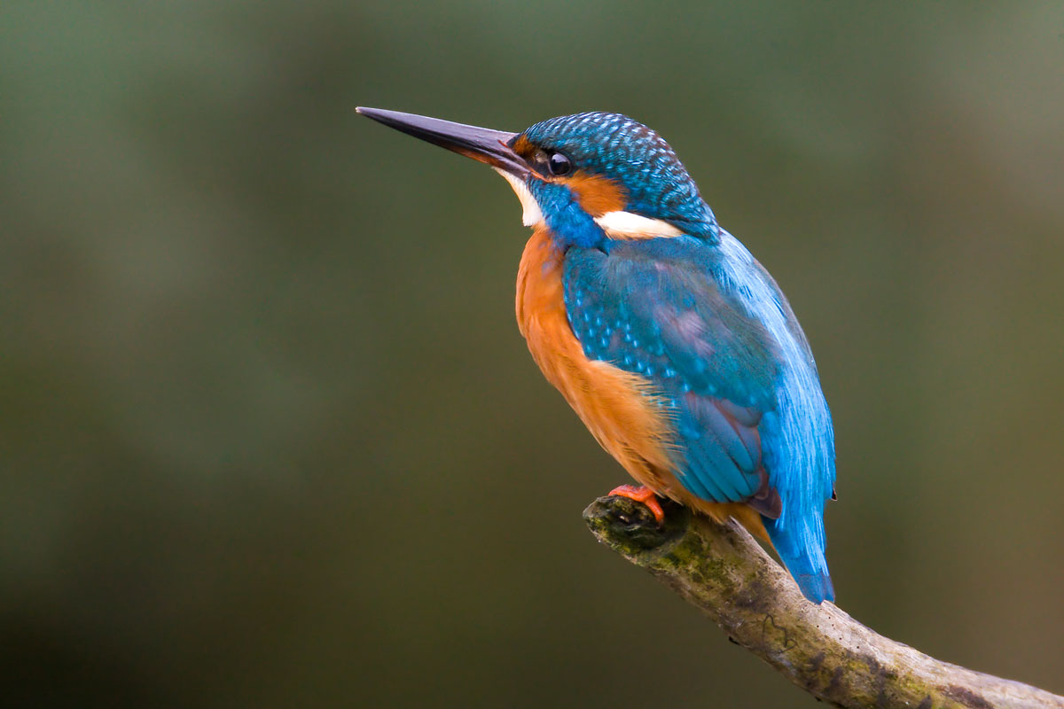 Le sfumature dell'Alcedo