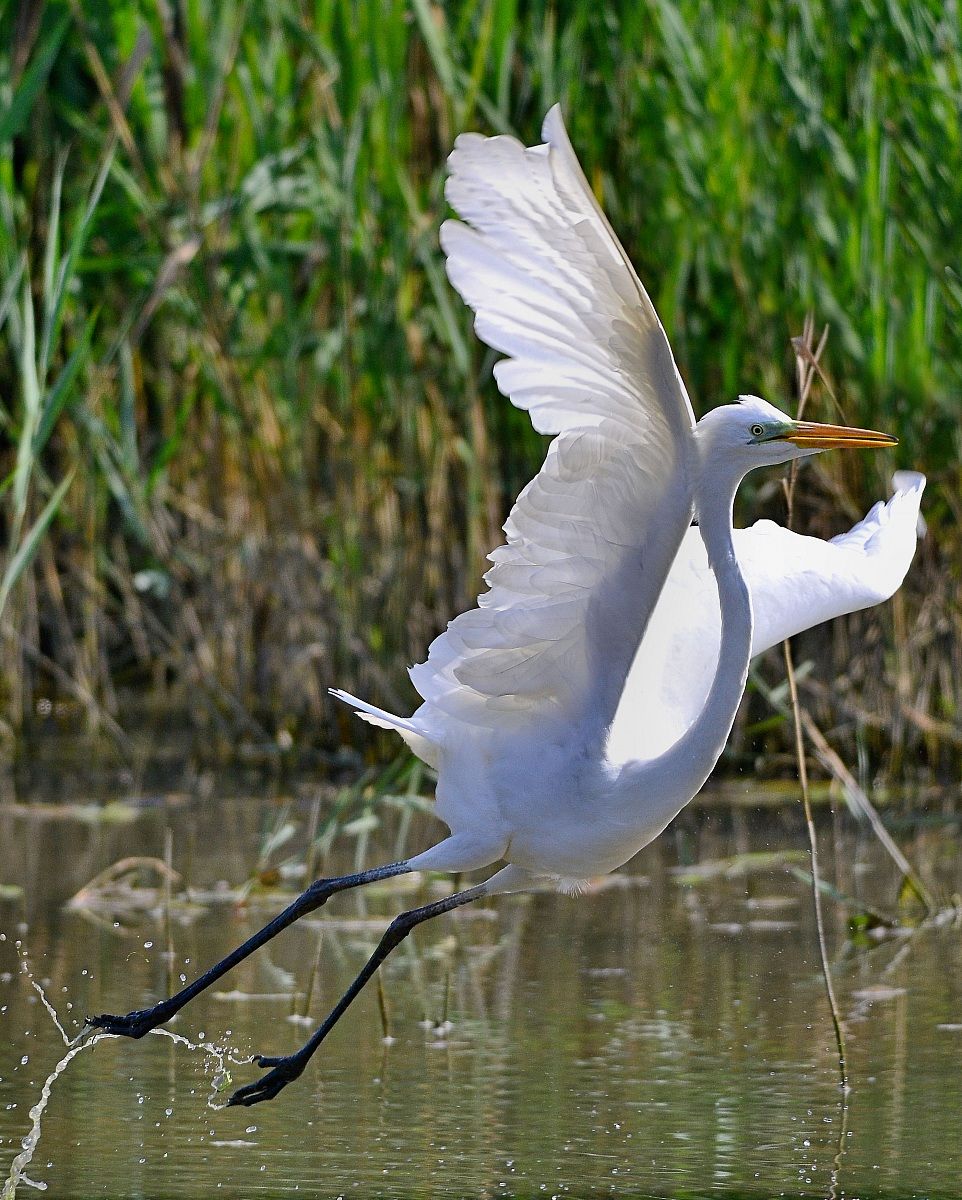 white heron