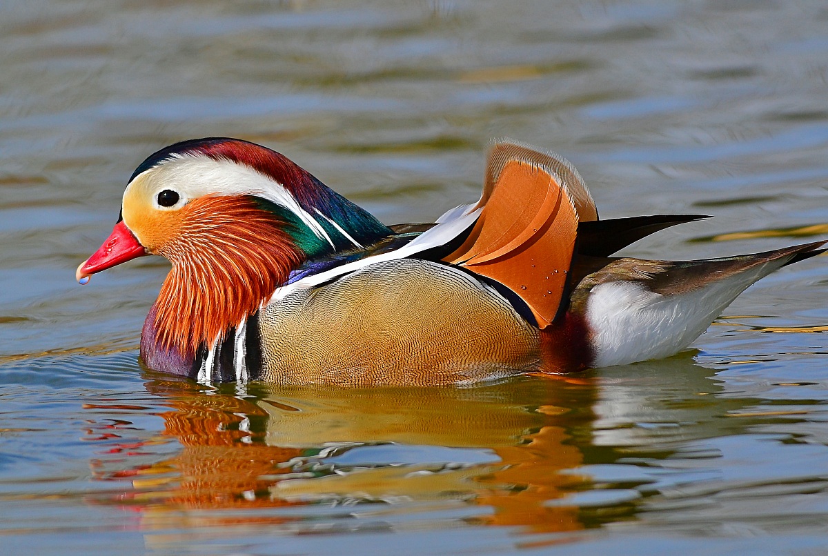 mandarin duck