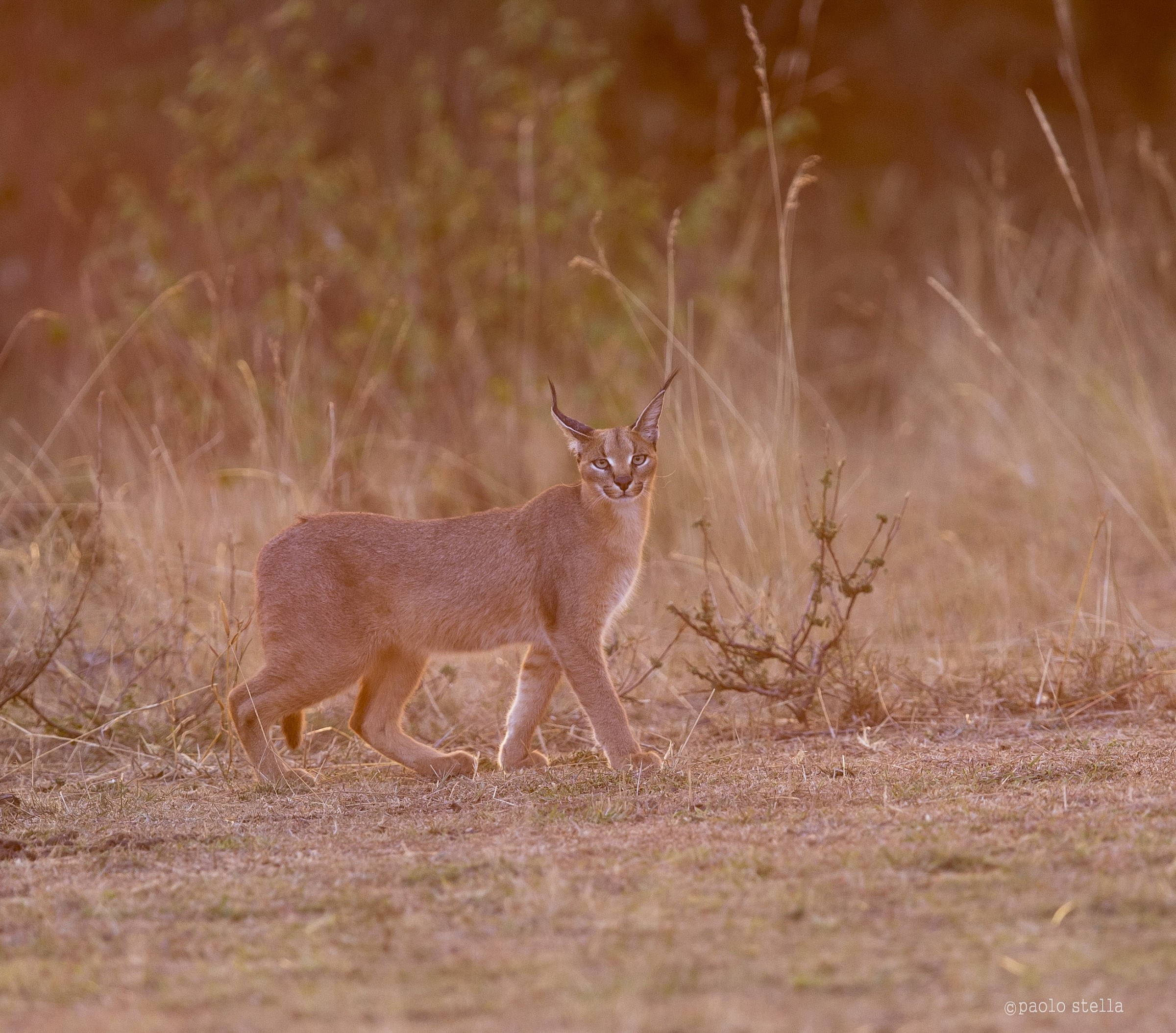 caracal in hunt at dusk