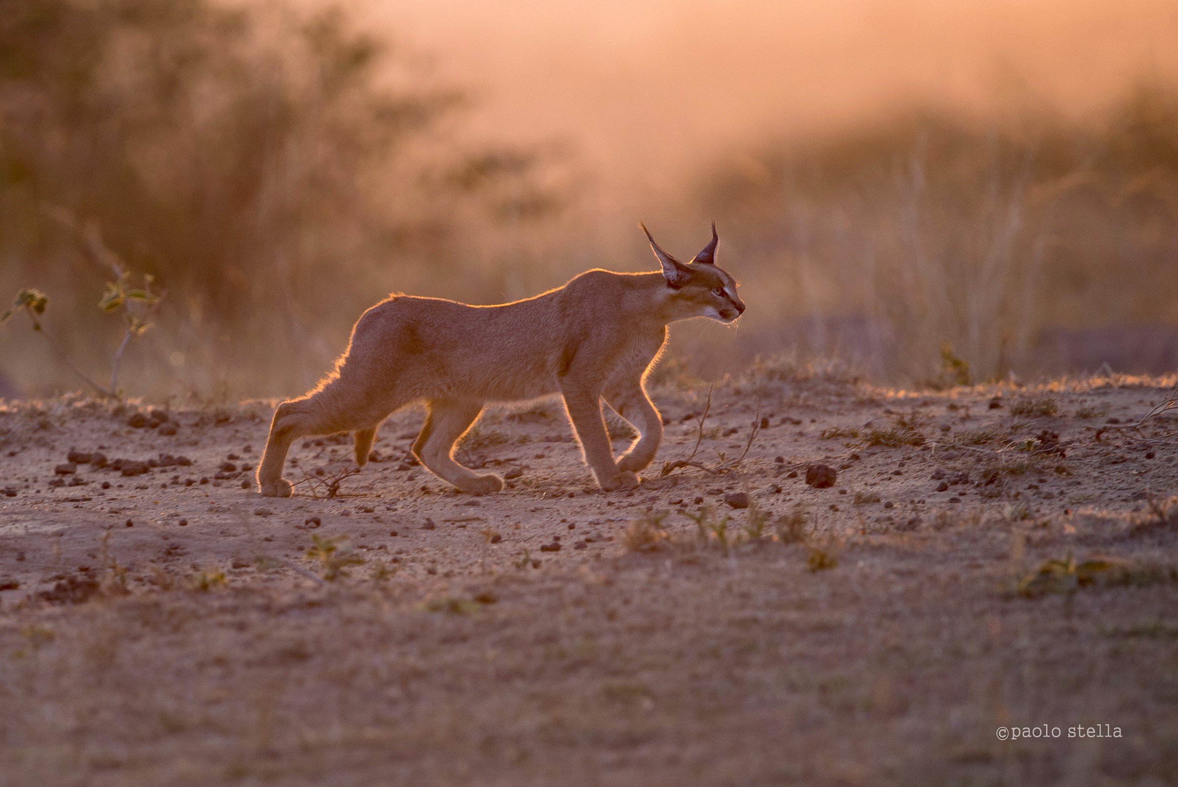caracal backlight