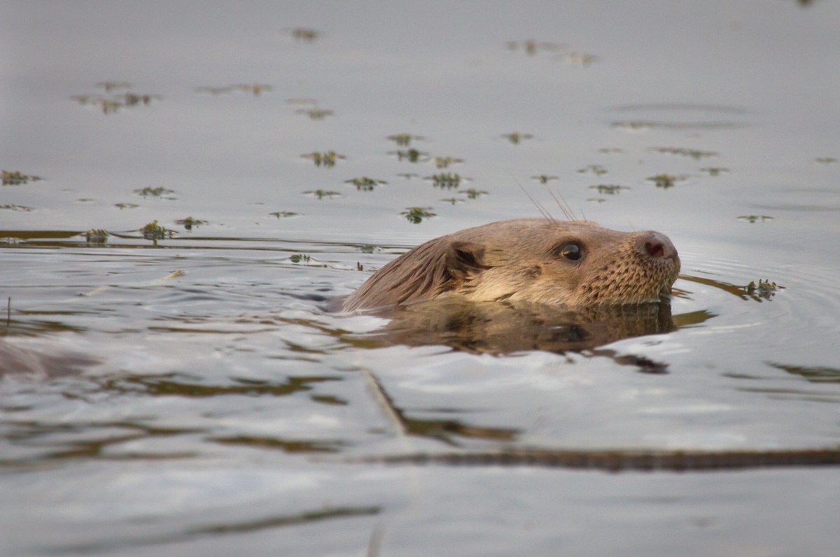 La regina dell'oasi WWF di Serre Persano