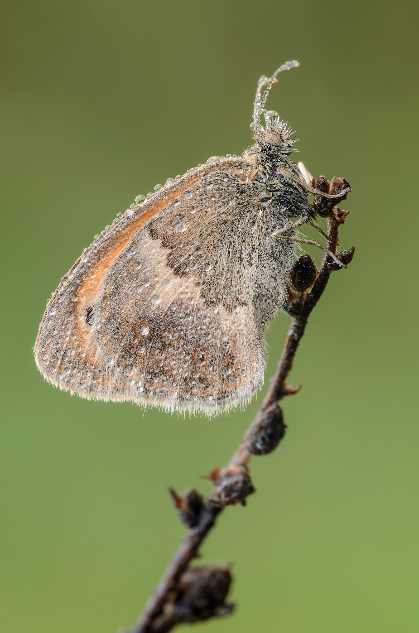 Coenonympha panphilus
