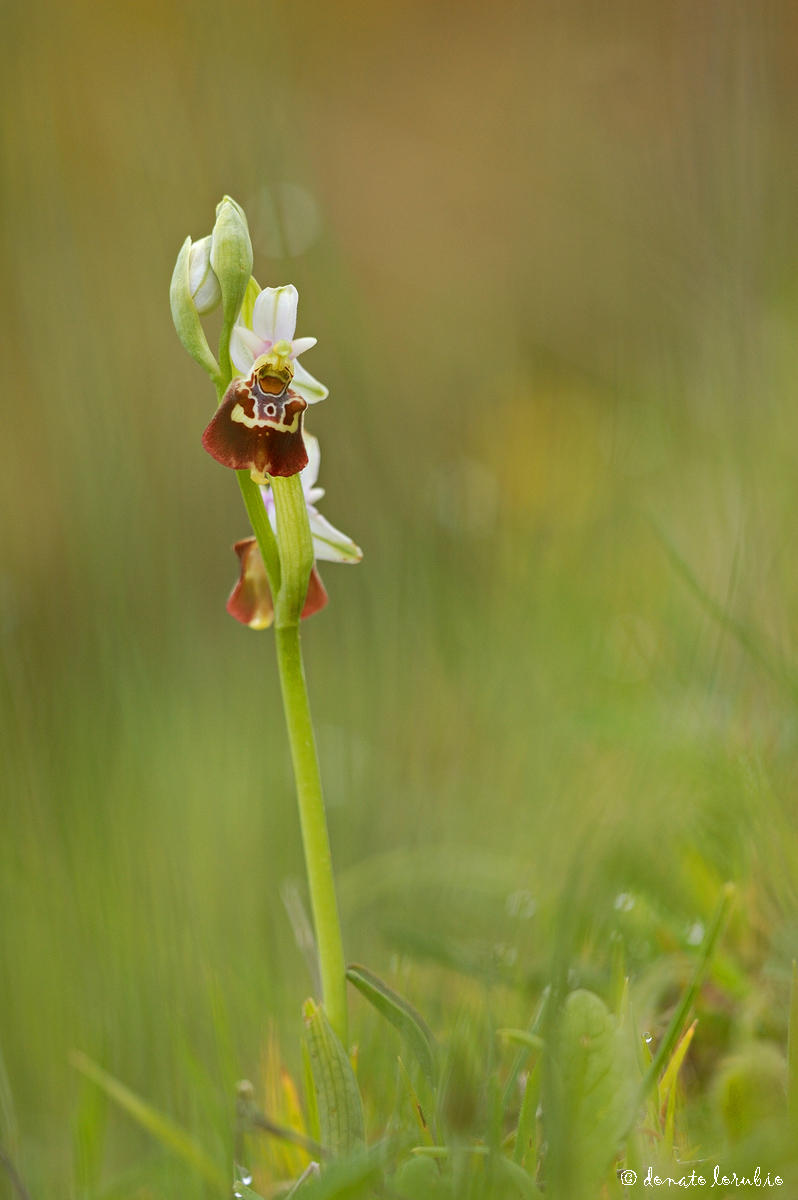 Ophrys apulica..